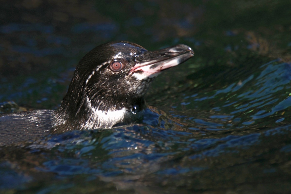 Galapagos Penguin - ML129656801