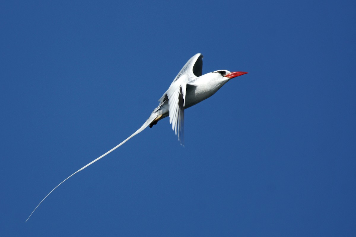 Red-billed Tropicbird - ML129657051