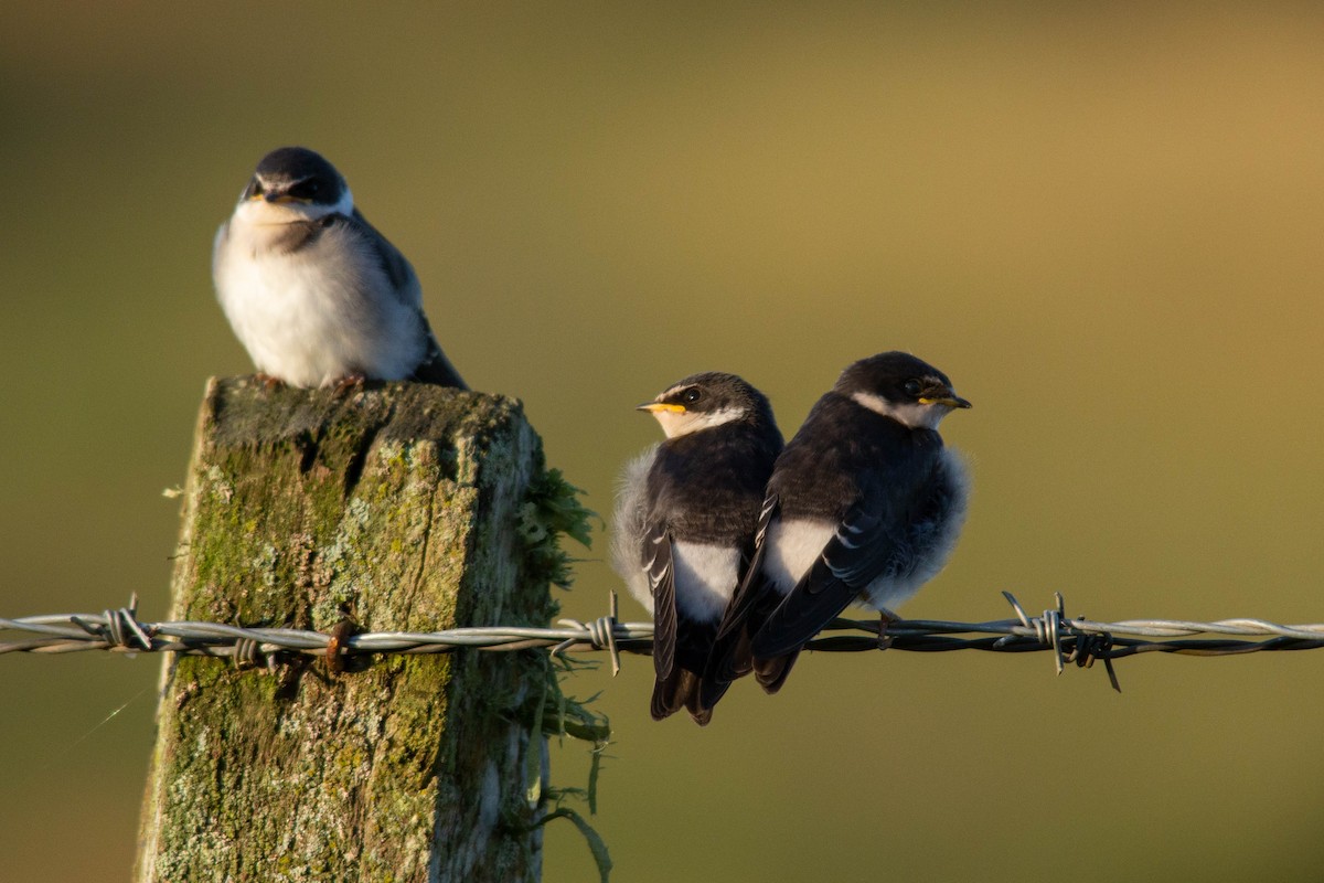 White-rumped Swallow - ML129658221