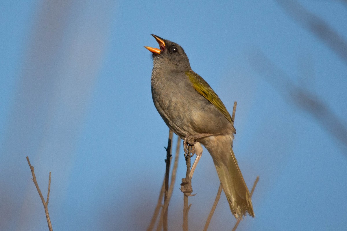 Great Pampa-Finch - ML129658591