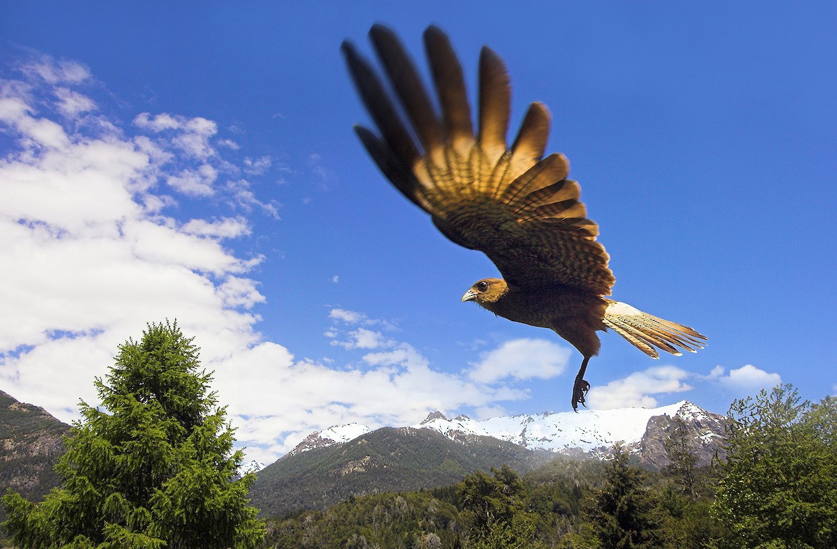 Chimango Caracara - ML129659141