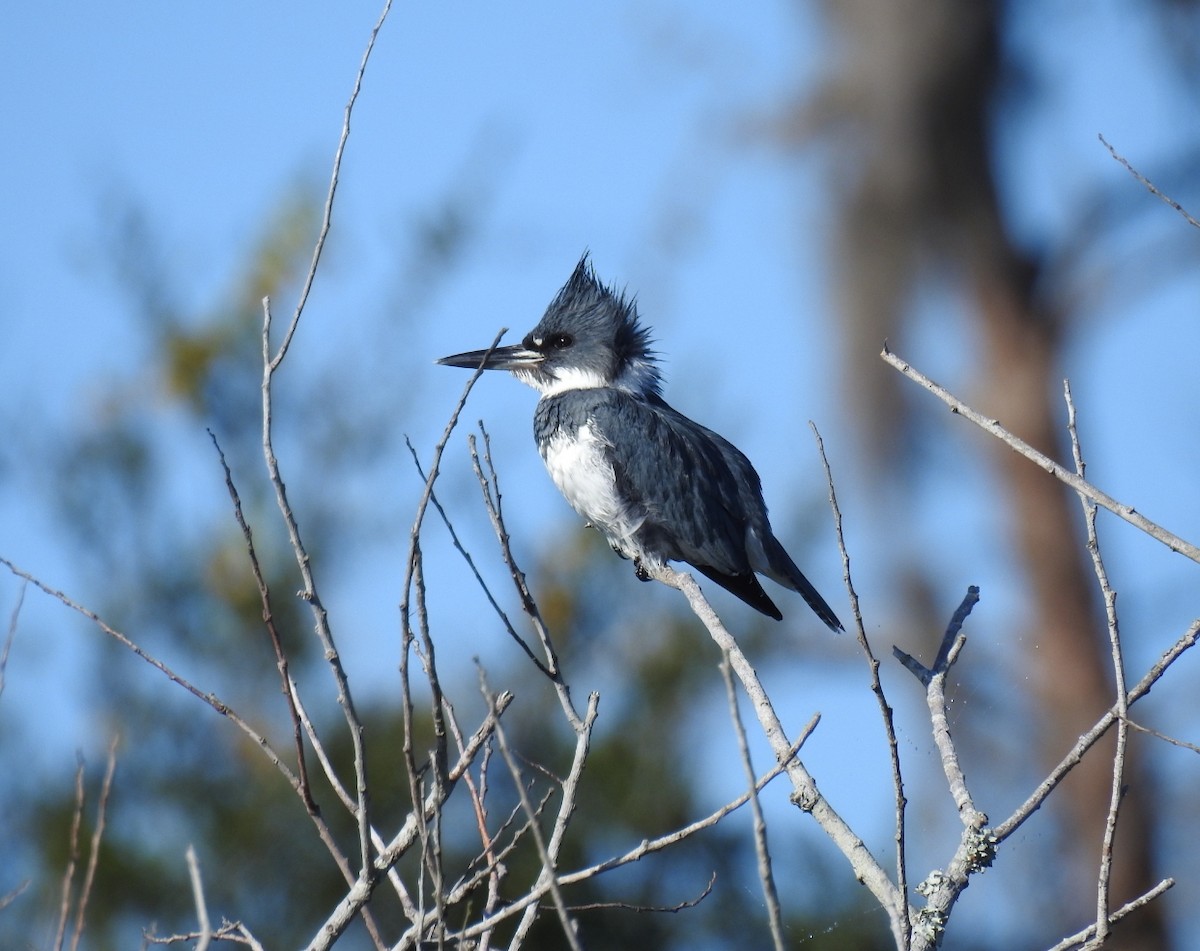 Belted Kingfisher - ML129659211