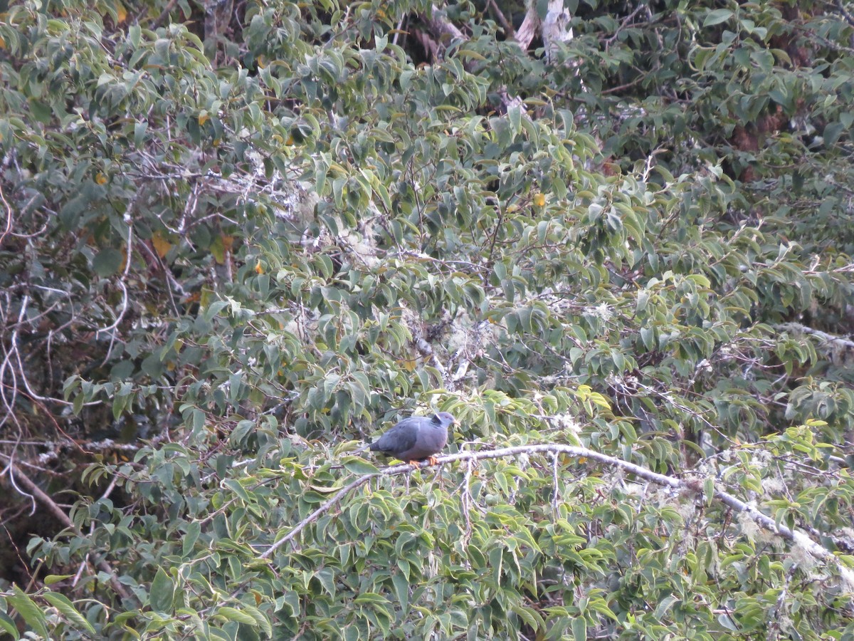 Band-tailed Pigeon - ML129661401