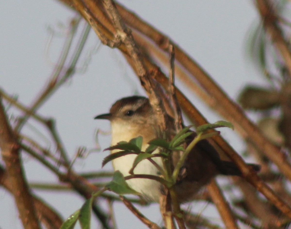 Marsh Wren - ML129661911