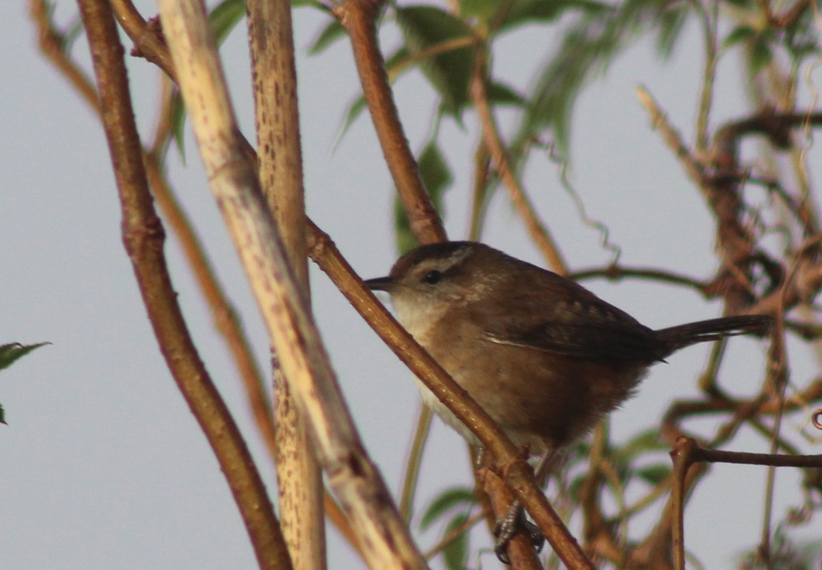 Marsh Wren - ML129661921