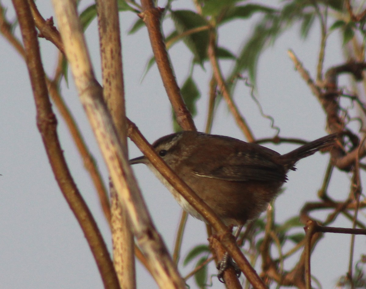 Marsh Wren - ML129661931