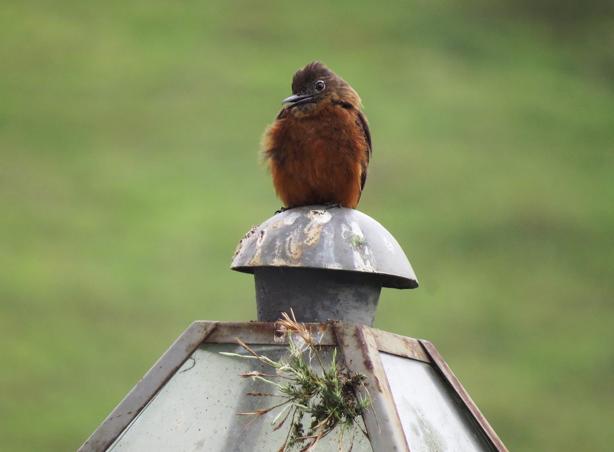 Cliff Flycatcher - ML129662871