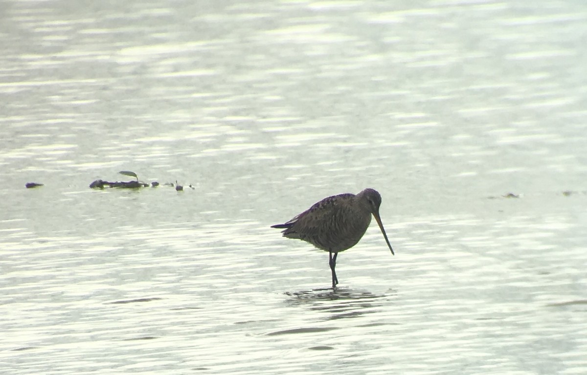 Hudsonian Godwit - Adrian Burke