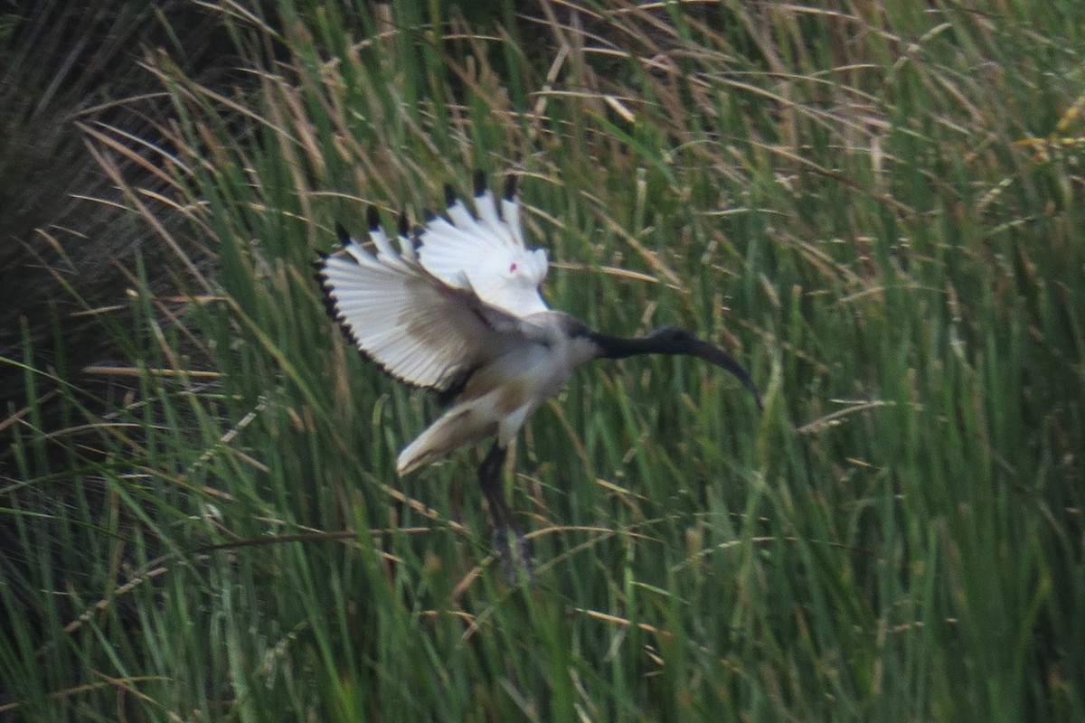 African Sacred Ibis - ML129664551