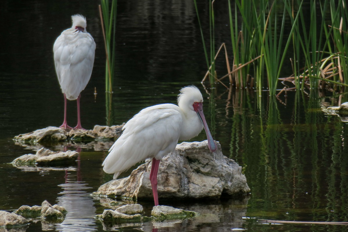 African Spoonbill - Brian Pendleton