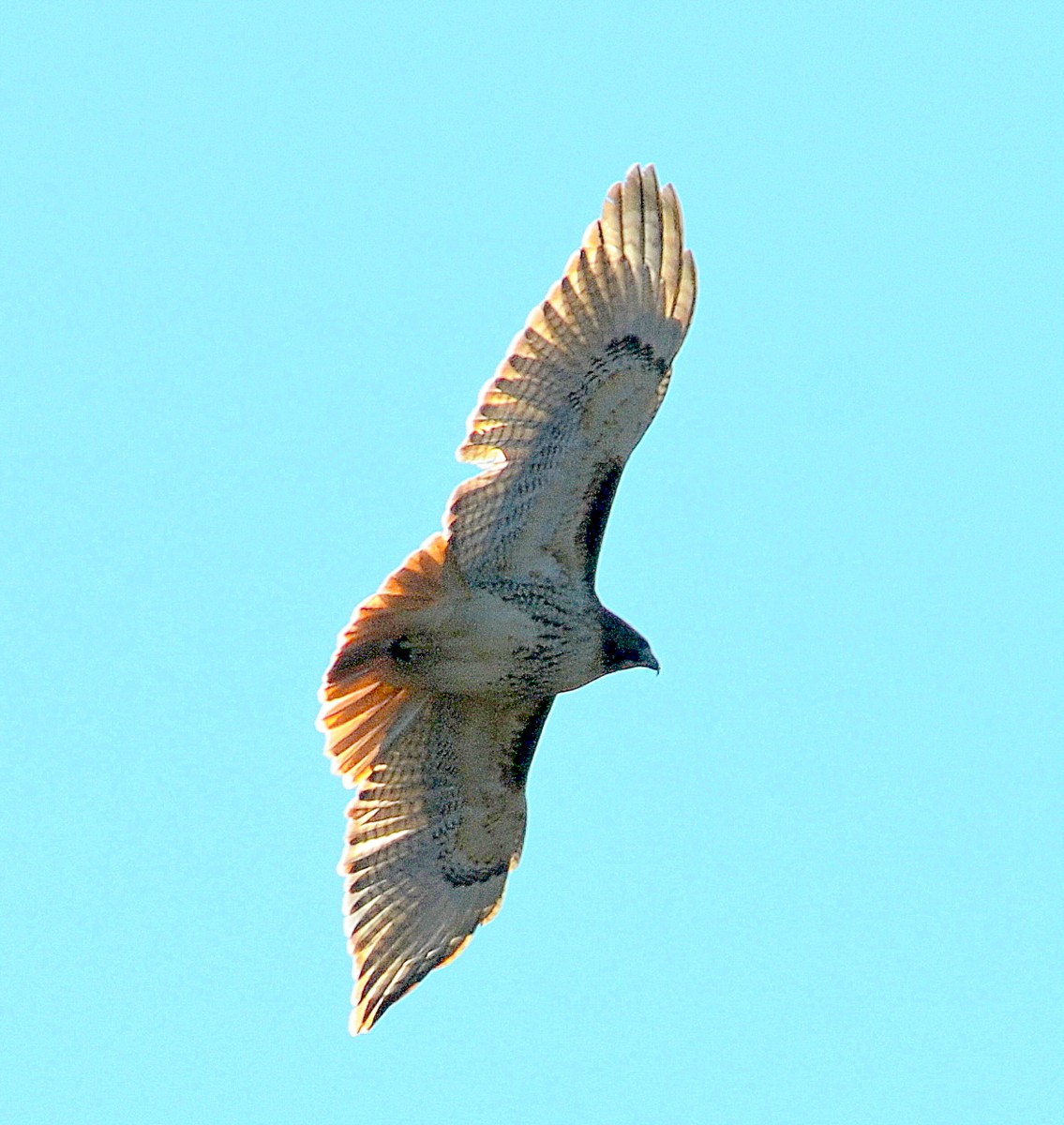 Red-tailed Hawk - ML129664741