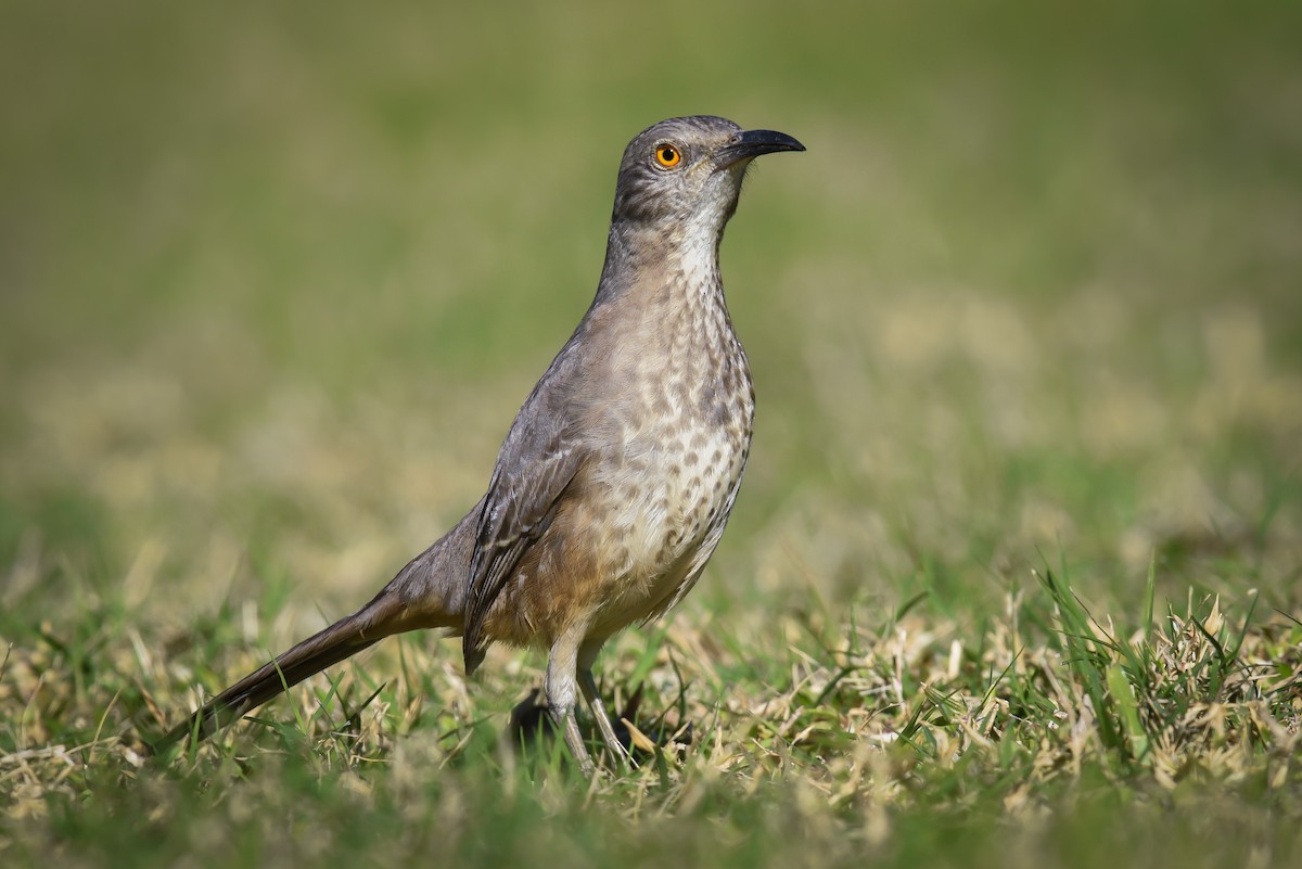 Curve-billed Thrasher - Scott Martin