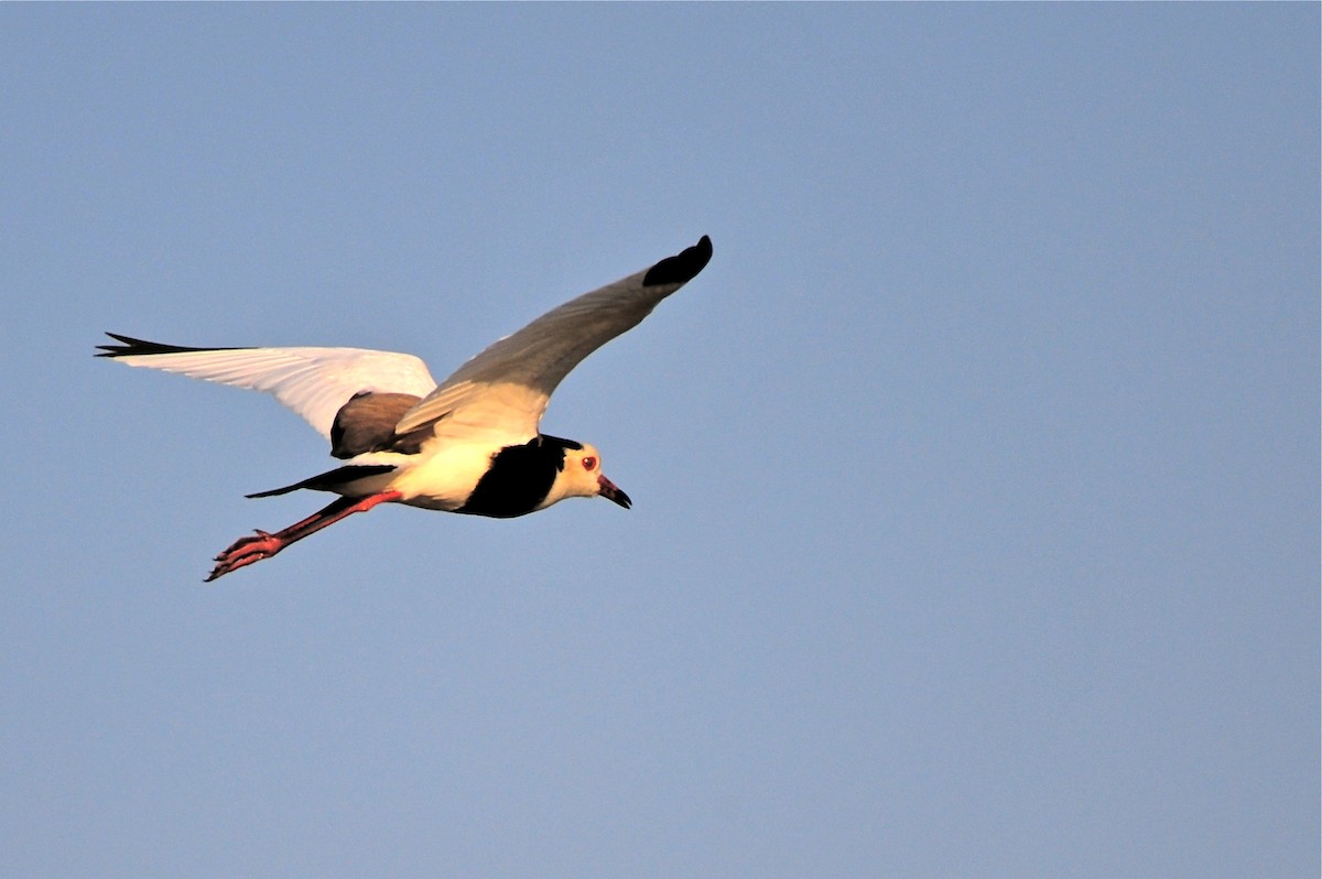 Long-toed Lapwing - Gerald Friesen
