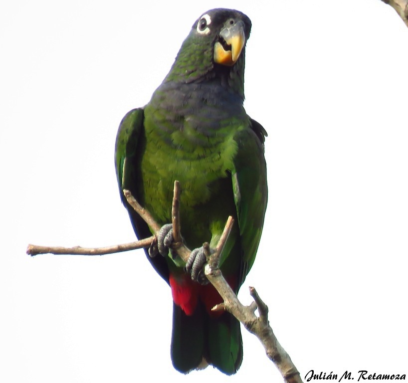 Папуга-червоногуз зеленощокий - ML129666131
