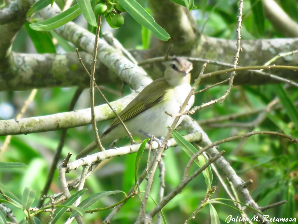 Vireo Chiví - ML129666231