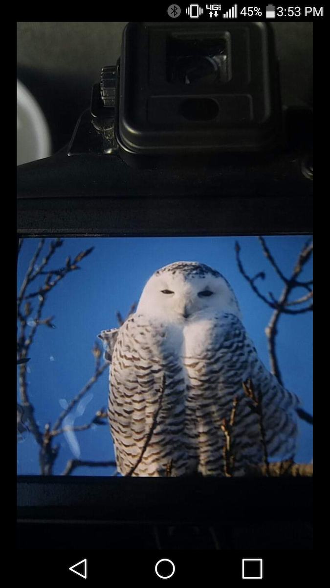Snowy Owl - ML129666931