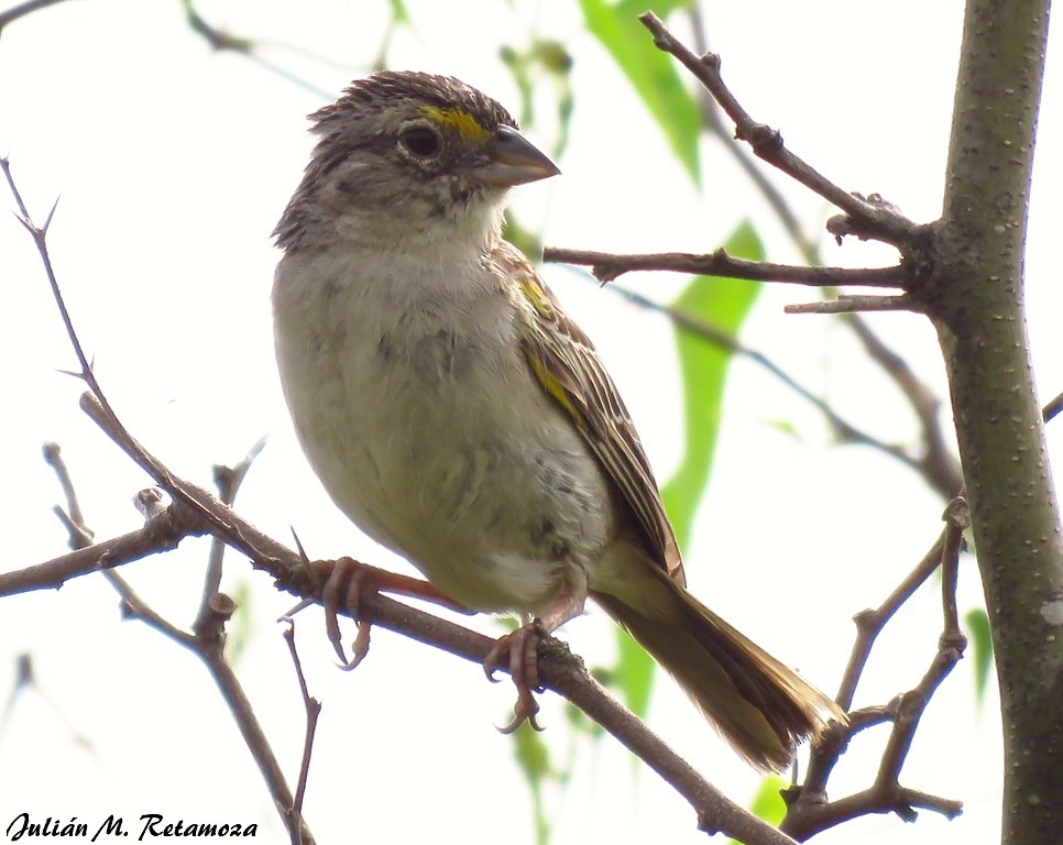 Grassland Sparrow - ML129667231