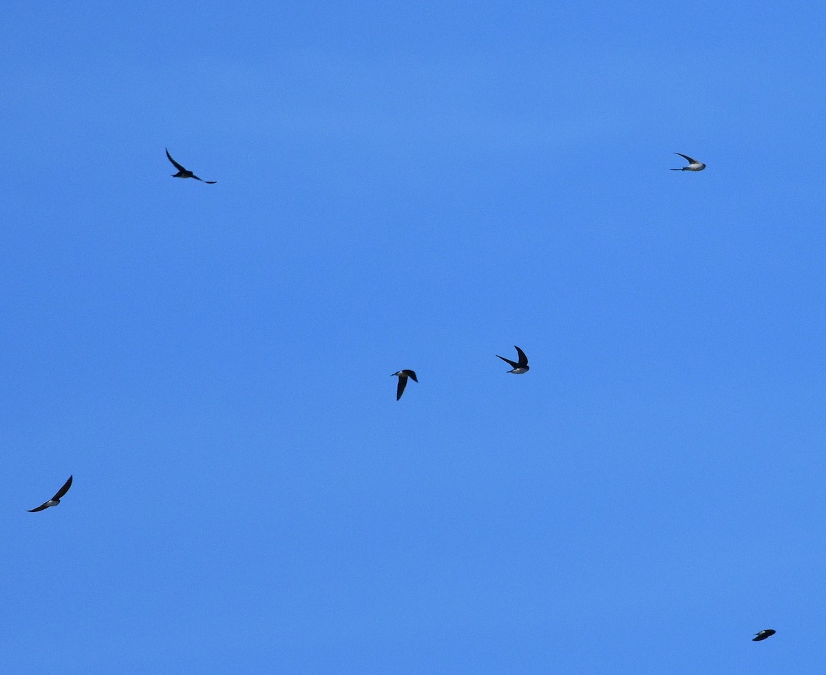 Golondrina Bicolor - ML129667781