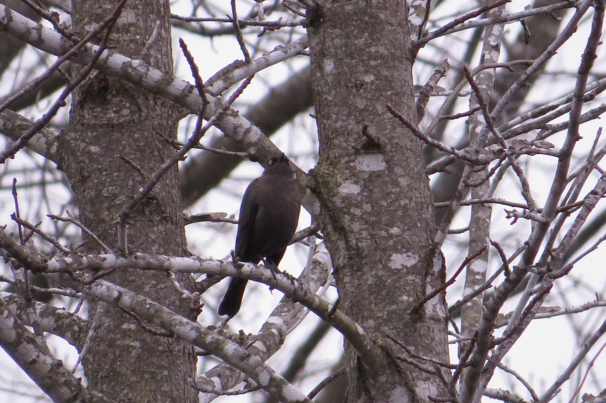 Rusty Blackbird - ML129668981