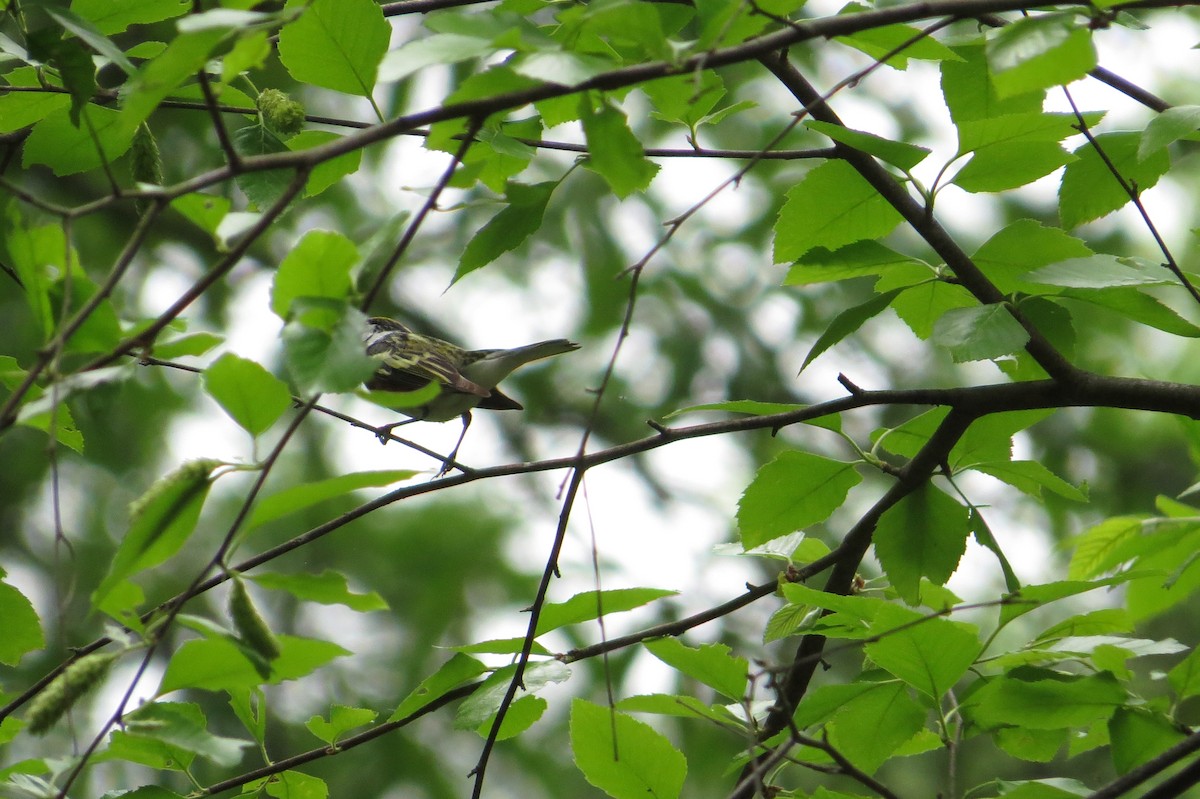 Chestnut-sided Warbler - ML129669051