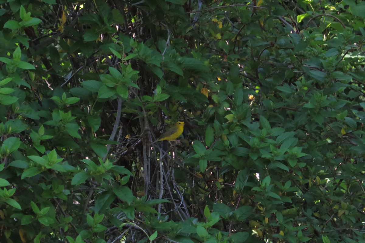 Wilson's Warbler - ML129669061