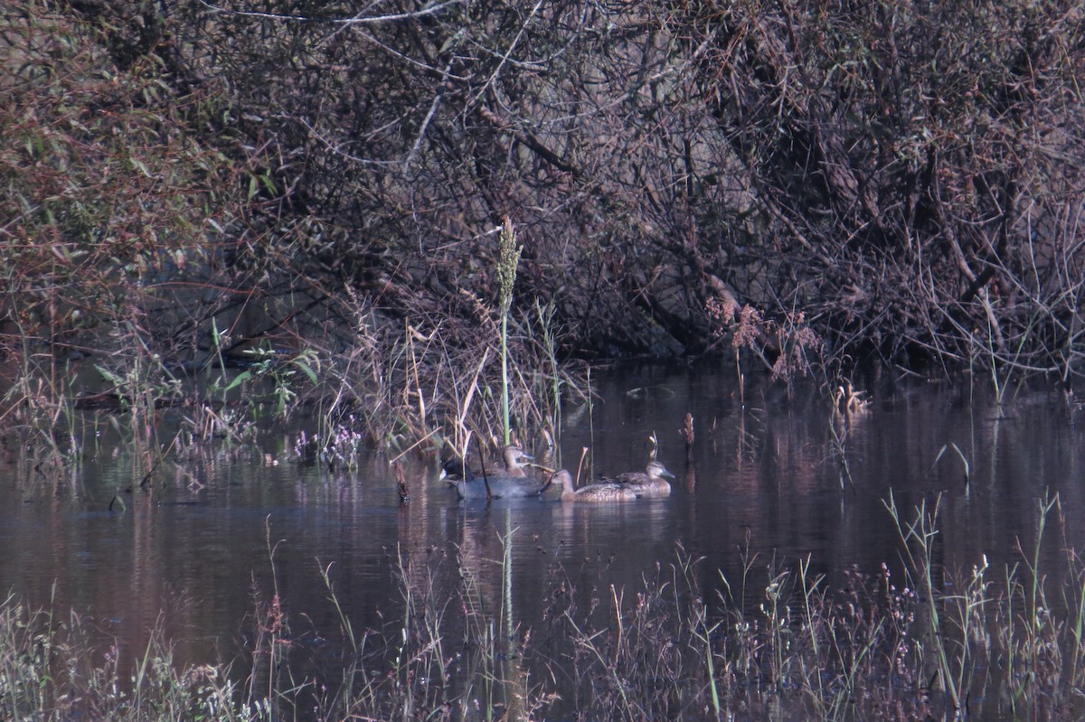 Blue-winged Teal - ML129669221