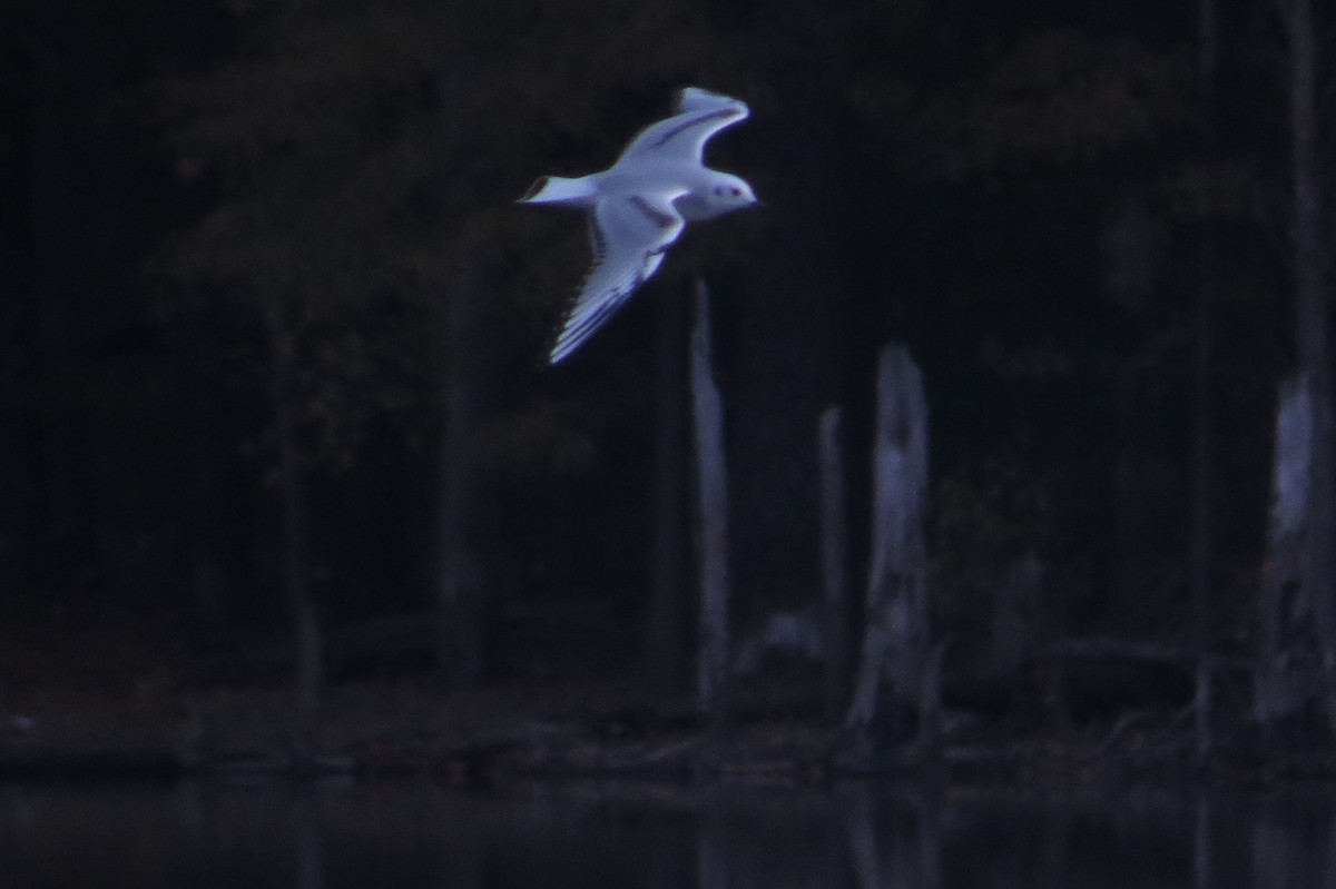 Bonaparte's Gull - ML129669281