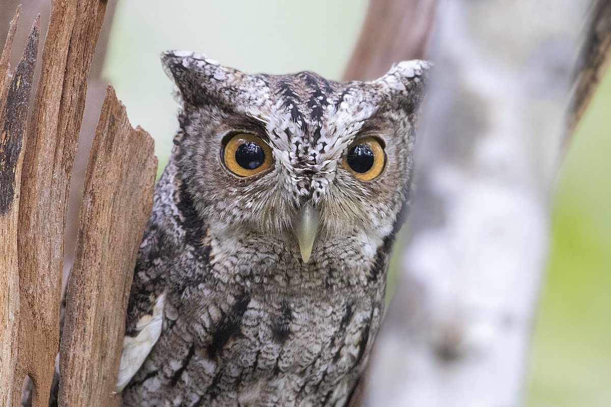Pacific Screech-Owl - ML129669311