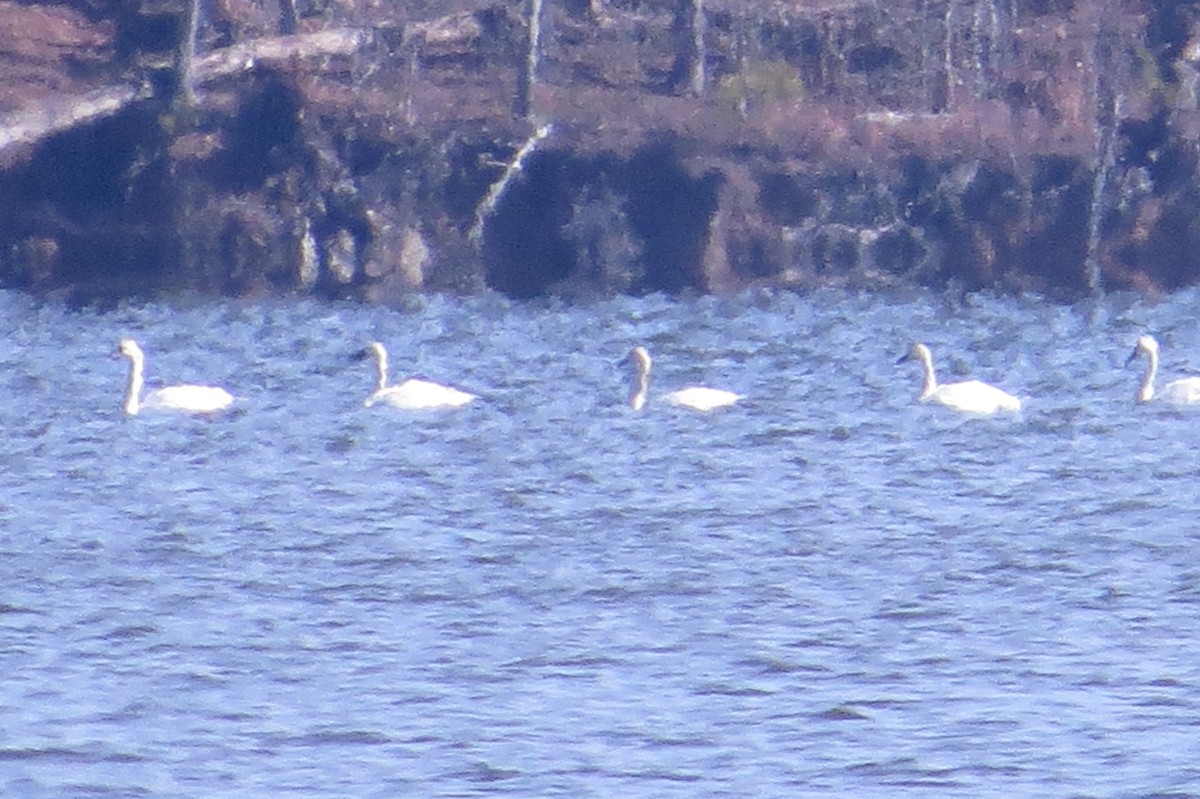 Tundra Swan - ML129669351