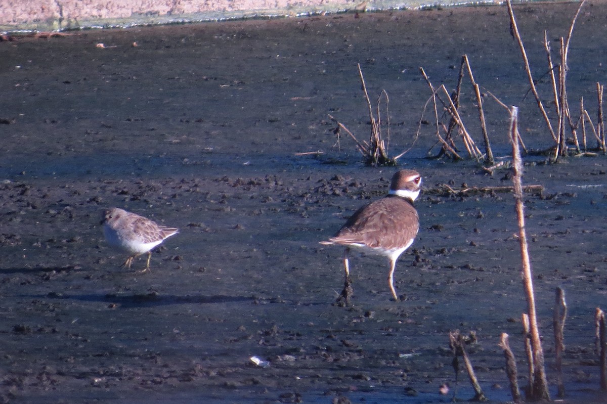 Least Sandpiper - Brad Wood