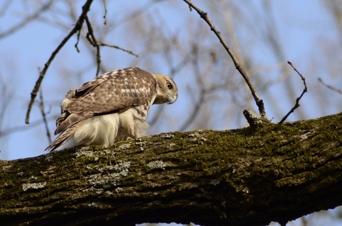 Red-tailed Hawk - ML129669441