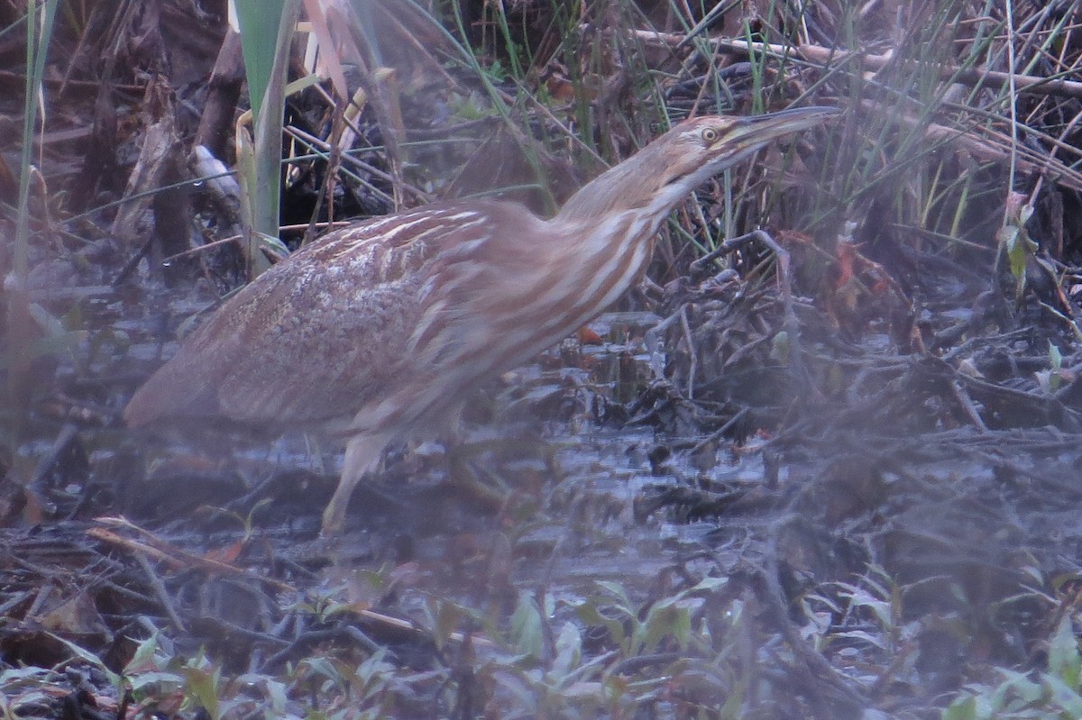 American Bittern - ML129669471