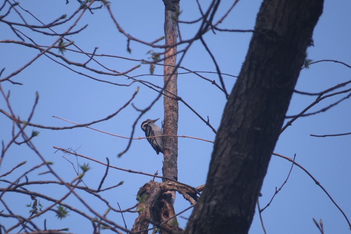 Hairy Woodpecker - ML129669491