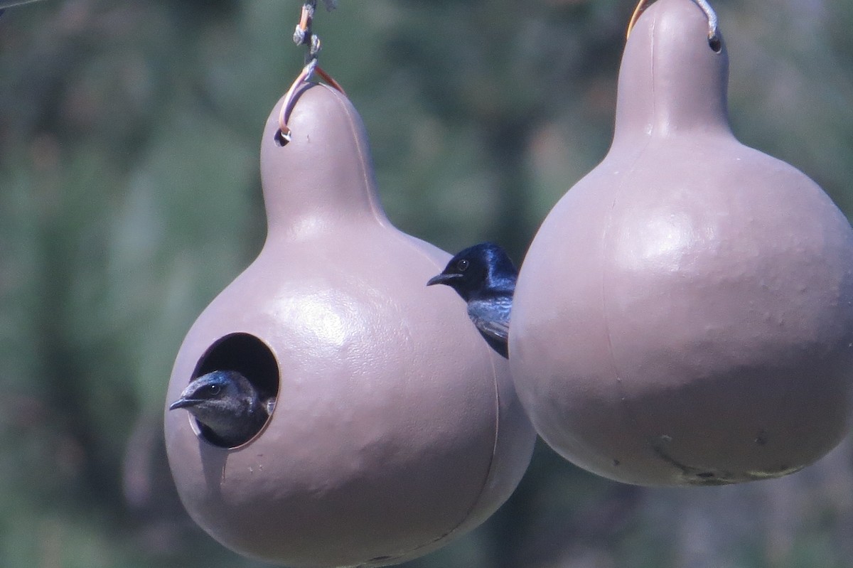 Purple Martin - Brad Wood