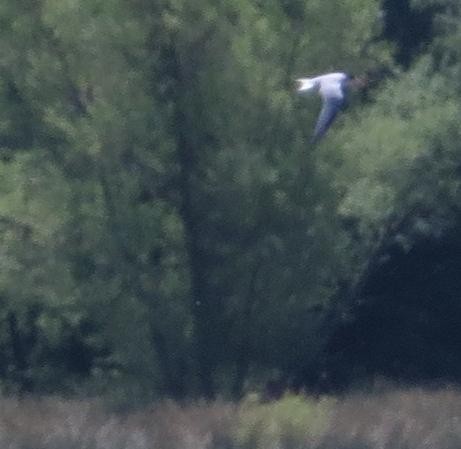 Least Tern - ML129669711