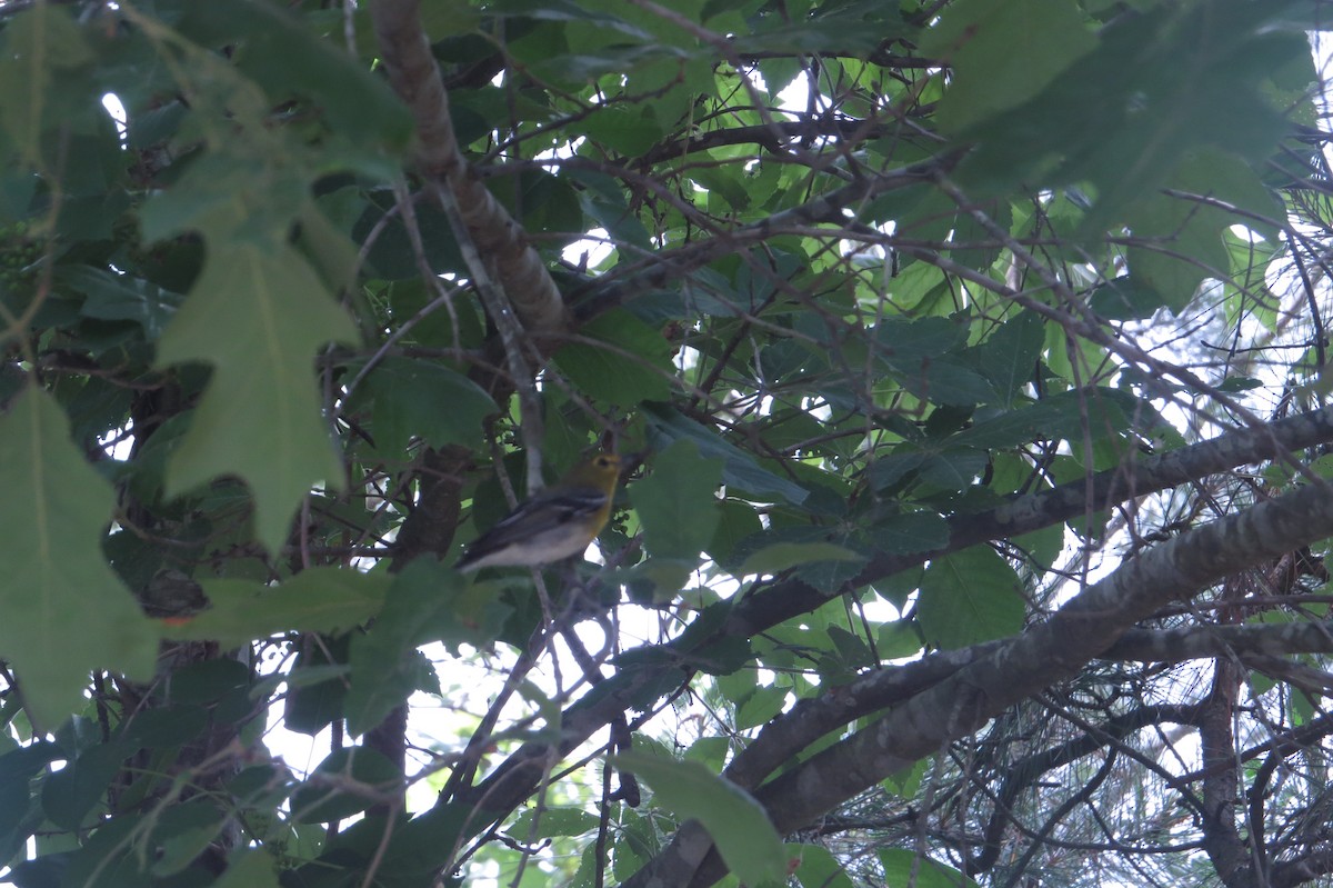 Yellow-throated Vireo - ML129669741