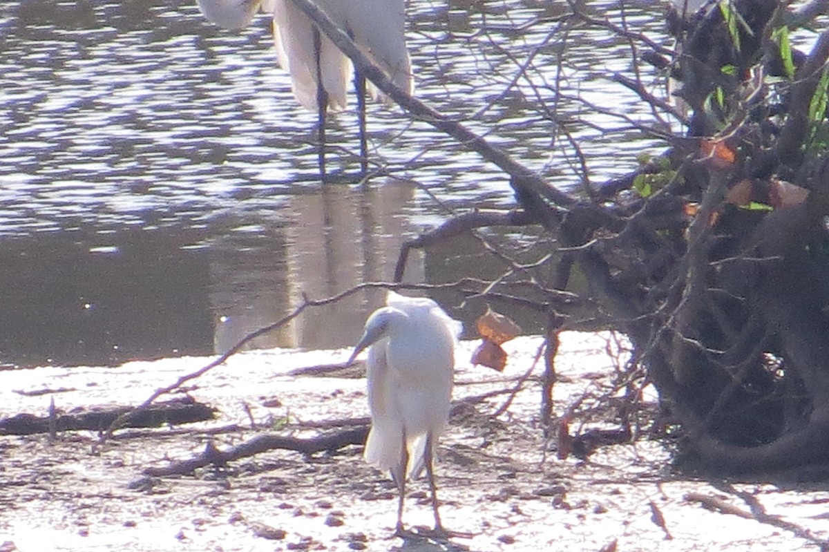Little Blue Heron - ML129669831