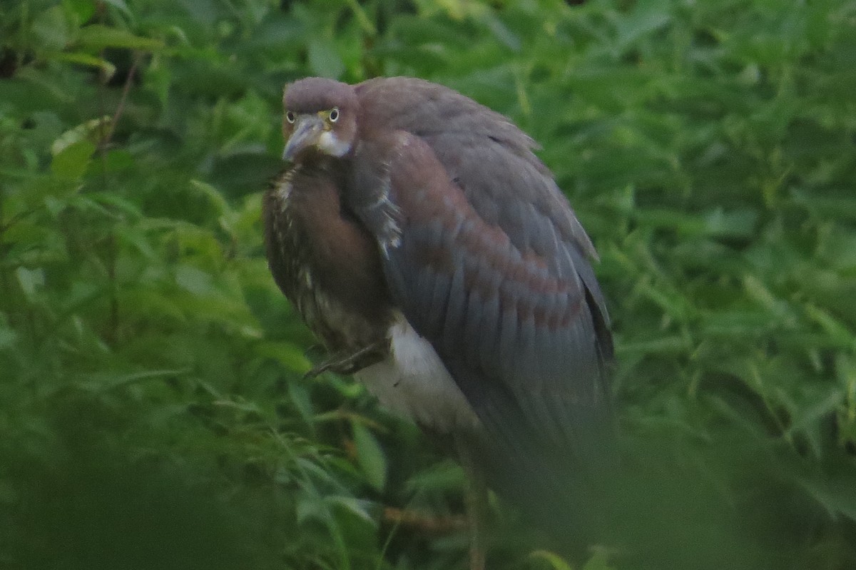 Tricolored Heron - ML129670011