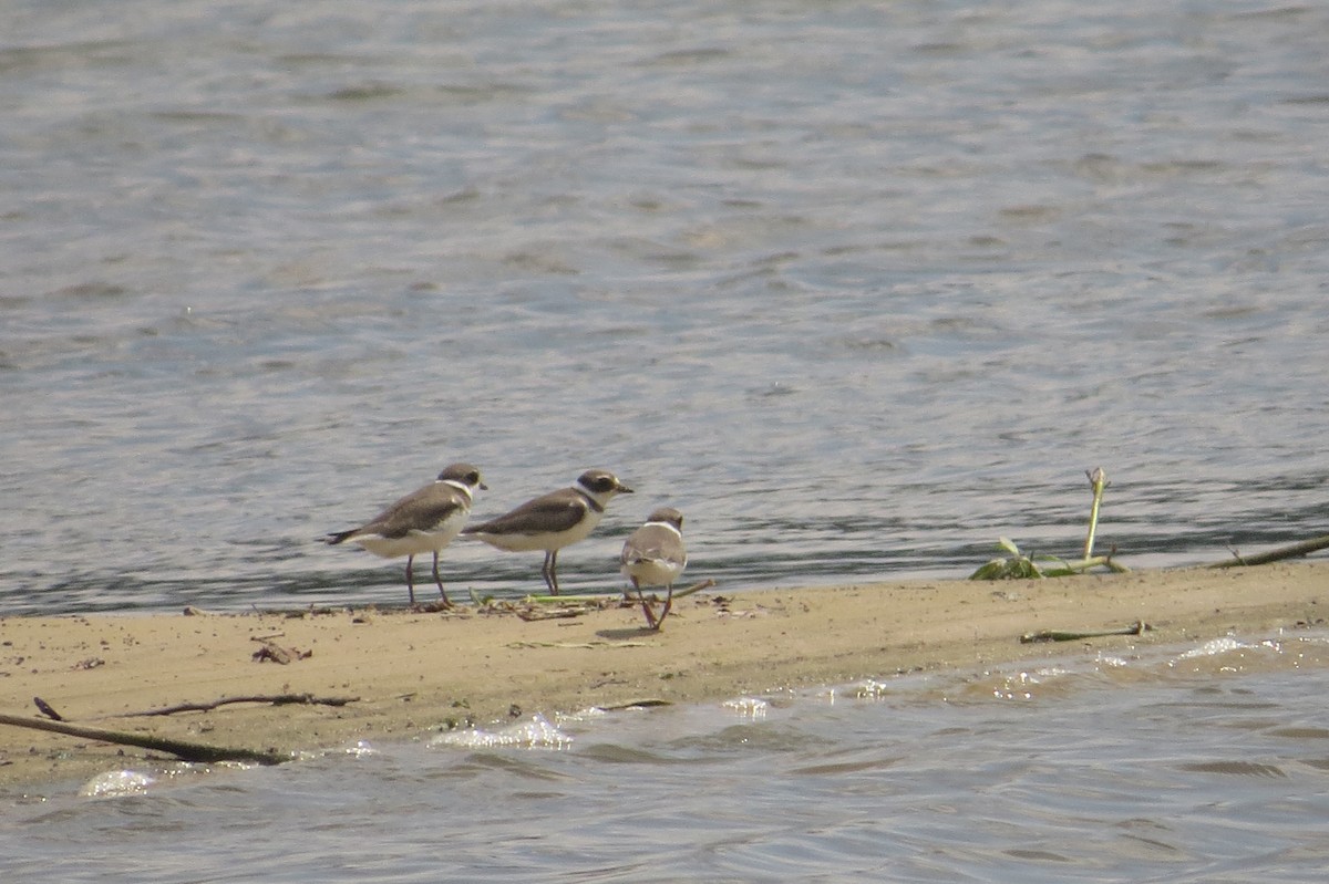 Semipalmated Plover - ML129670051