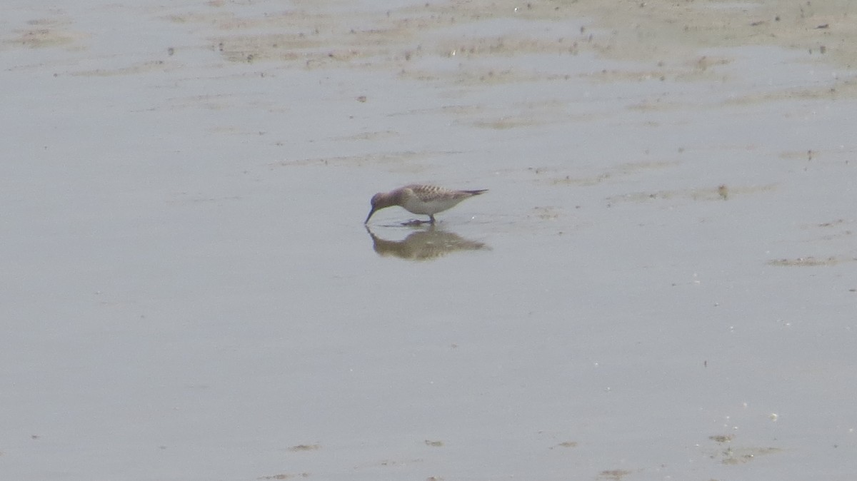 Baird's Sandpiper - ML129670081