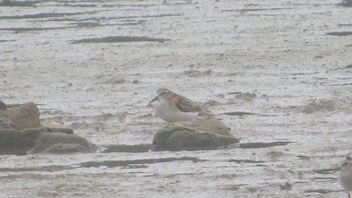 Western Sandpiper - ML129670111
