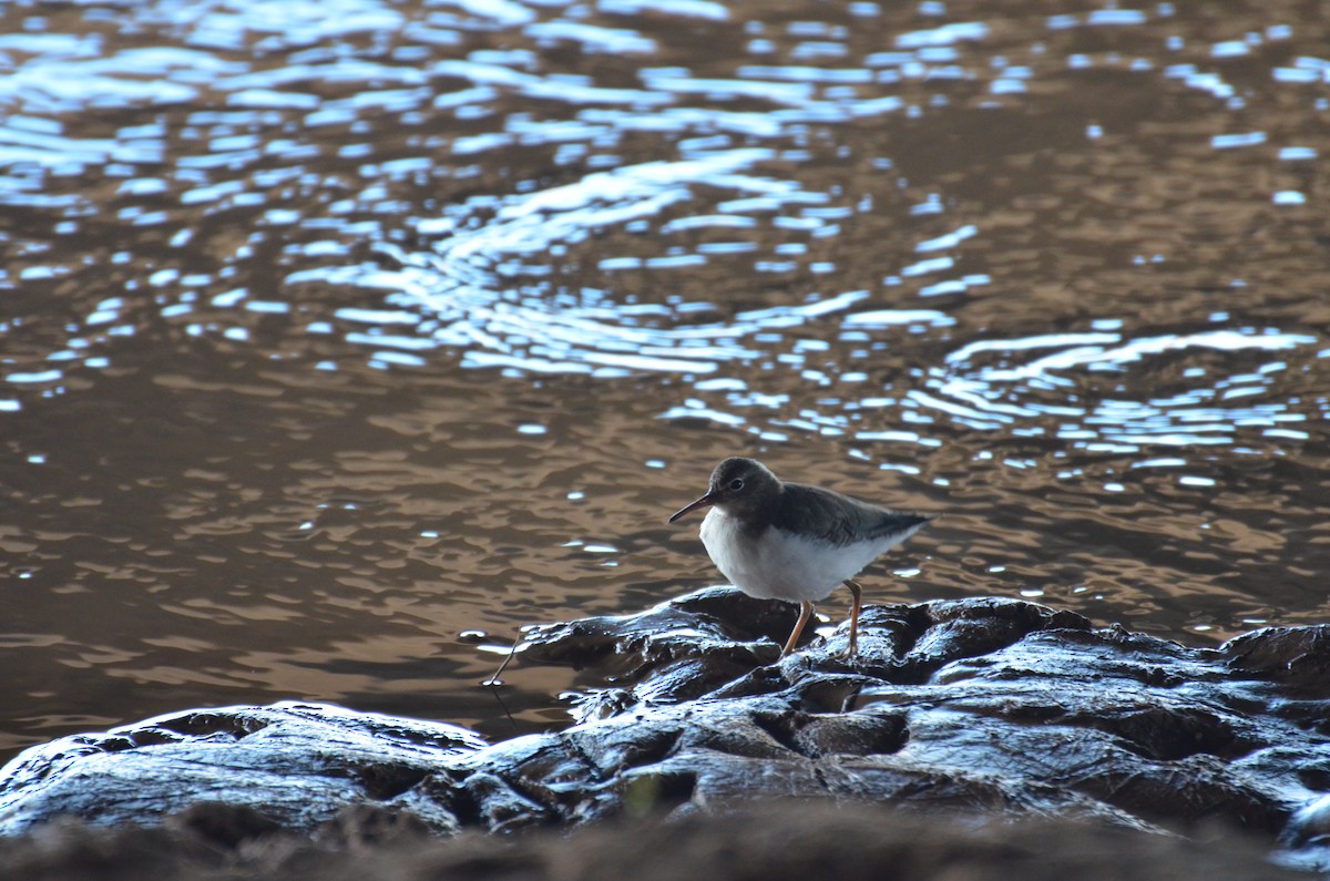 Spotted Sandpiper - Tristan Herwood