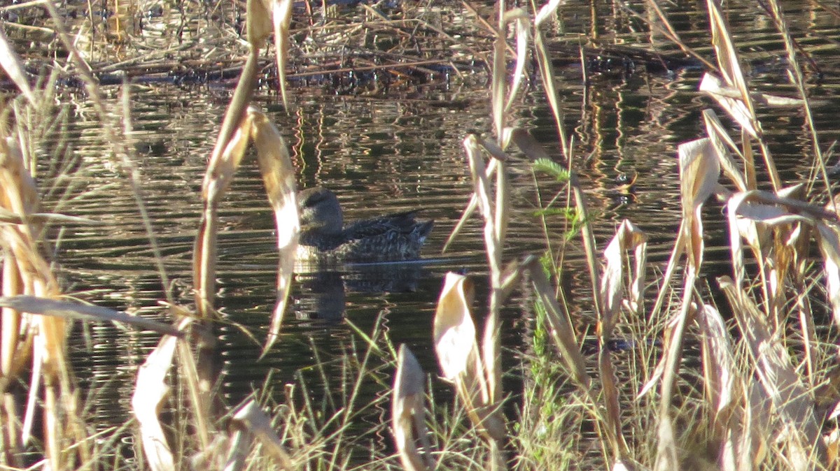 Green-winged Teal - ML129670221