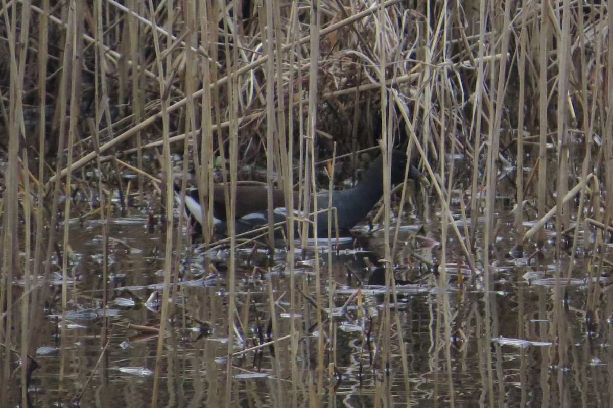 Common Gallinule - ML129670531