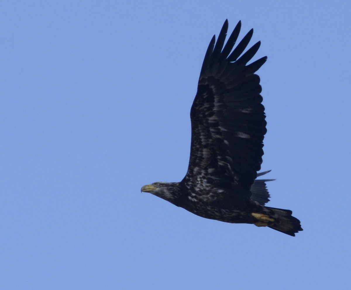 Weißkopf-Seeadler - ML129670731