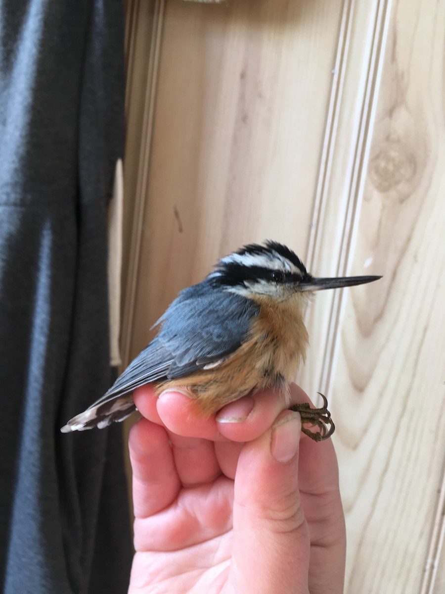 Red-breasted Nuthatch - ML129671151