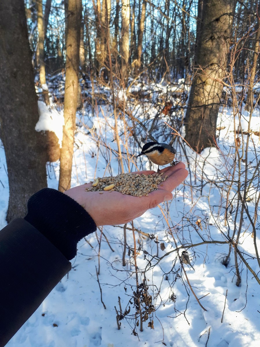 Red-breasted Nuthatch - Scott & Jill Tansowny