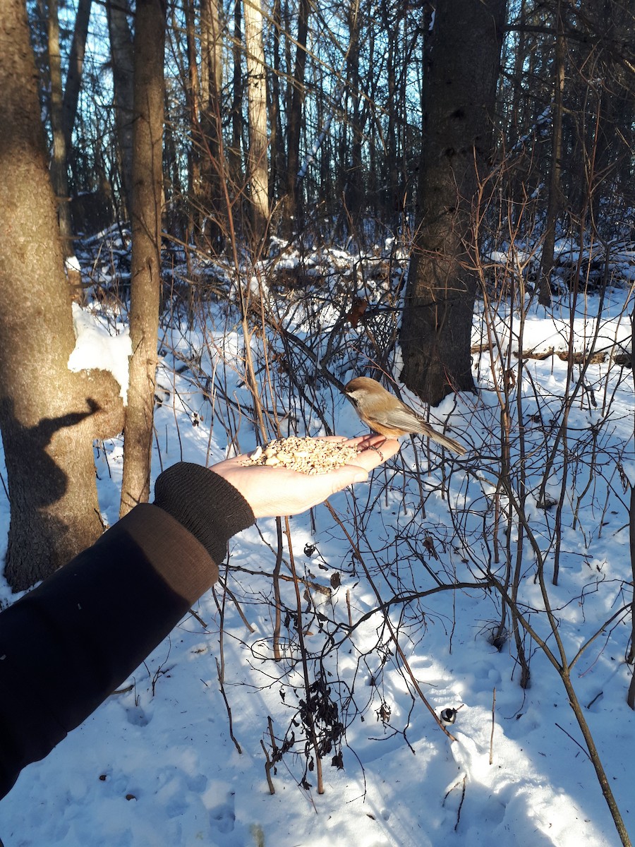 Boreal Chickadee - Scott & Jill Tansowny