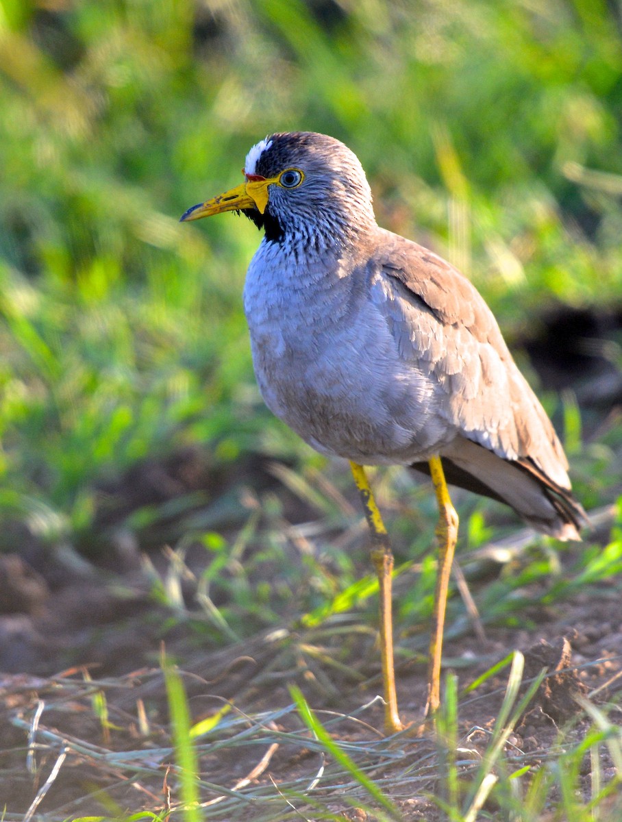 Wattled Lapwing - Gerald Friesen