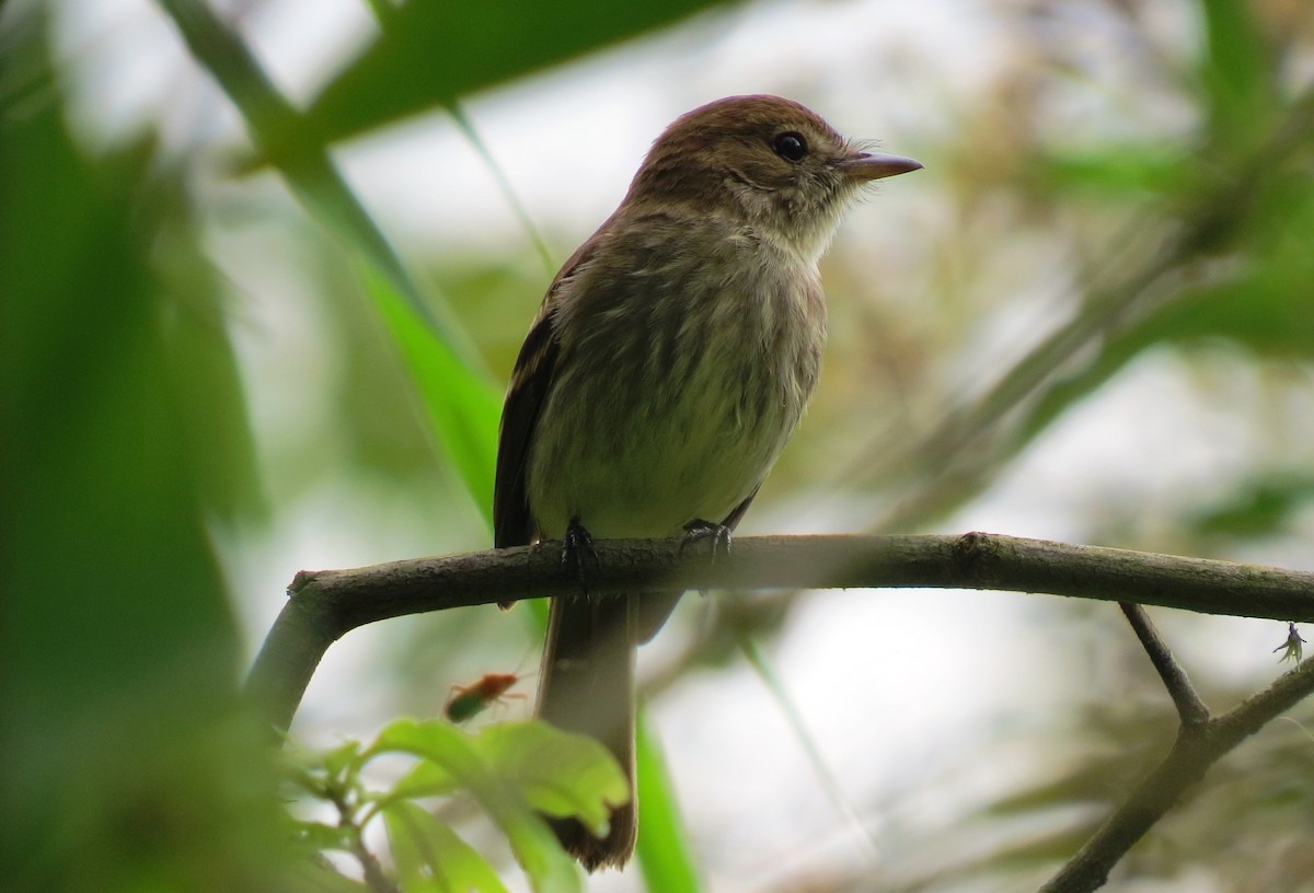 Bran-colored Flycatcher - Leticia Zimback